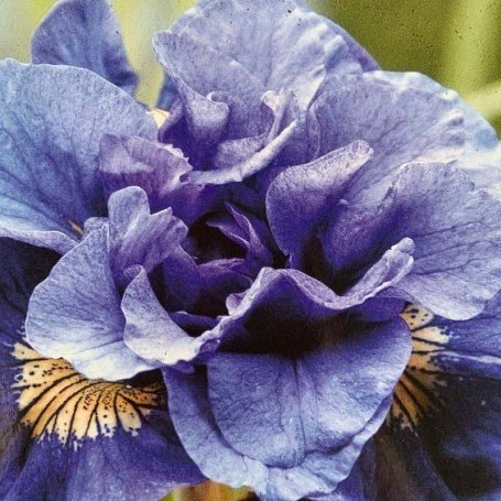 Iris siberica Concord Crush