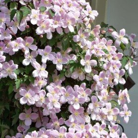 Clematis Fragant Spring Clematis Fragant Spring