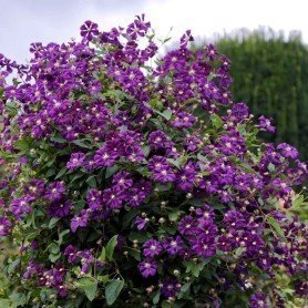Clematis Etoile Violette Clematis Etoile Violette