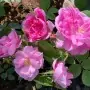 Rosa damascena, rosa de Alejandria ct