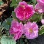 Rosa damascena, rosa de Alejandria ct