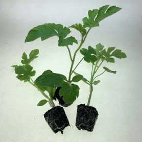 Plantero sandia injertada Plantero sandia injertada