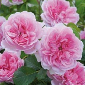 Rosa Maid Marion Rosa Maid Marion ct