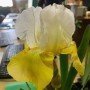 Iris germánica Pinnacle