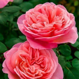 Rosa Mademoiselle Meilland Rosa Mademoiselle Meilland
