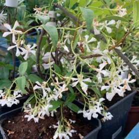 Rhyncospermum jasminoide Rhyncospermum jasminoide