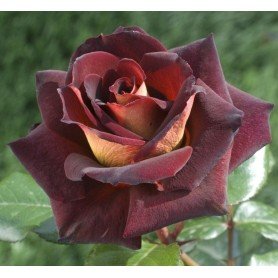 Rosa Eddy Mitchell Rosa Eddy Mitchell ct