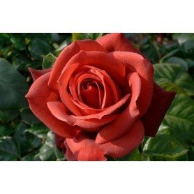 Rosa Terracota Rosa Terracota