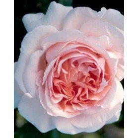 Rosa Andre le Notre trep Rosa Andre le Notre trep