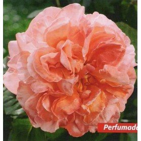 Rosa Rene Goscinny Rosa Rene Goscinny