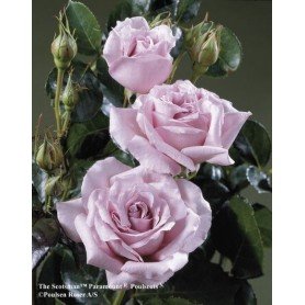 Rosa The scotsman Rosa The scotsman