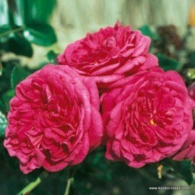 Rosa Laguna Rosa Laguna