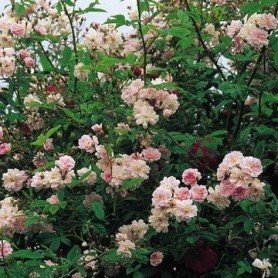 Rosa Pauls Himalayan Musk clg Rosa Pauls Himalayan Musk clg