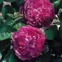 Rosa Reine des violettes