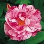 Rosa Gallica Versicolor. Rosa Mundi ct