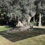 Manto recolección oliva