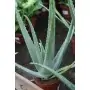 Aloe vera C 14