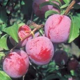 Ciruelo Santa Rosa Ciruelo Santa Rosa