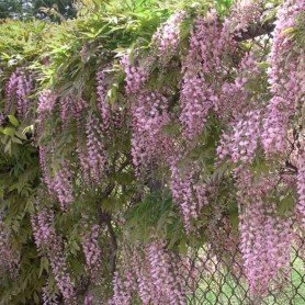 Wisteria Floribunda Rosea Wisteria Floribunda Rosea