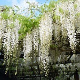 Wisteria Floribunda Alba Wisteria longissima alba