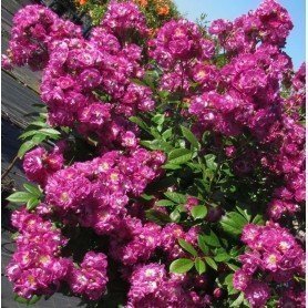 Rosa Perennial Blue Rosa Perennial Blue