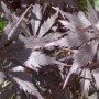 Acer palmatum Black Lace