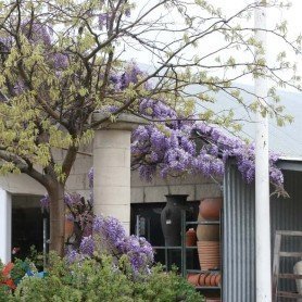 Wisteria Sinensis Prolific Wisteria Sinensis Prolific