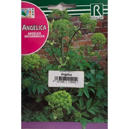Angélica archangelica