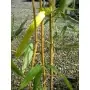 Phyllostachys Bambusoides Castillonis
