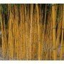 Phyllostachys bambusoides Holochrysa C-7