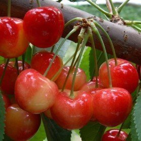 Cerezo Rainier Cerezo Rainier