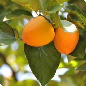 Kaki Shinshuu Kaki Shinshuu