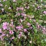 Boronia crenulata