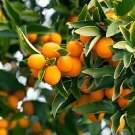 Citrus fortunella Kumquat Citrus fortunella Kumquat