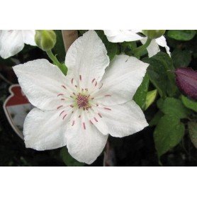 Clematis destiny Clematis destiny