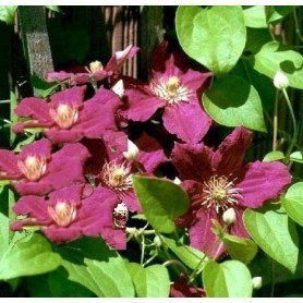 Clematis Ernest markham Clematis Ernest markham