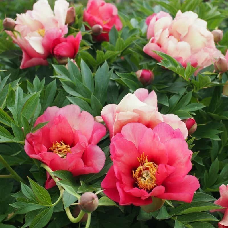 Peonía Itoh Old Rose Dandy