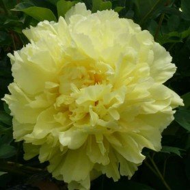 Peonía Itoh Sonoma Halo Peonía Itoh Sonoma Halo