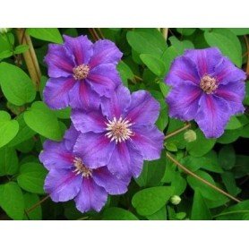 Clematis Ashra Clematis Ashra