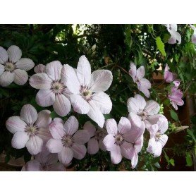 Clematis Jean Paul II Clematis Jean Paul II