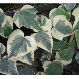 Hedera helix eva Hedera helix eva