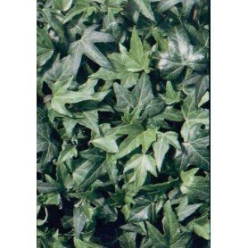 Hedera helix minor Hedera helix minor