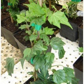Hedera helix Green Ripple Hedera helix Green Ripple