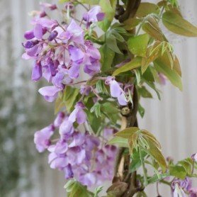 Wisteria venusta "Okayama" Wisteria venusta "Okayama"