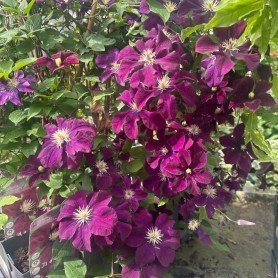 Clematis Warszawska Nike Clematis Warszawska Nike