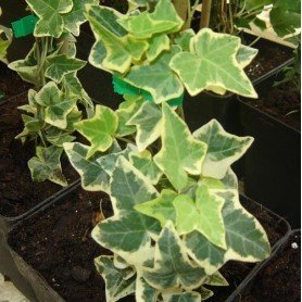 Hedera helix goldchild Hedera helix goldchild