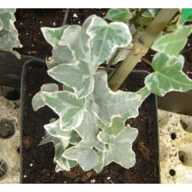 Hedera helix Glacier Hedera helix Glacier