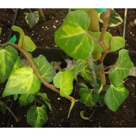 Hedera colchica dentata variegata Hedera colchica dentata variegata