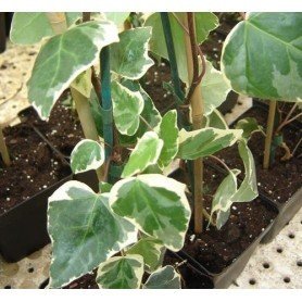 Hedera canariensis Glorie de marengo Hedera canariensis Glorie de marengo