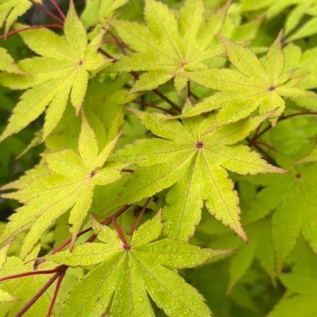 Acer palmatum "Summer gold"